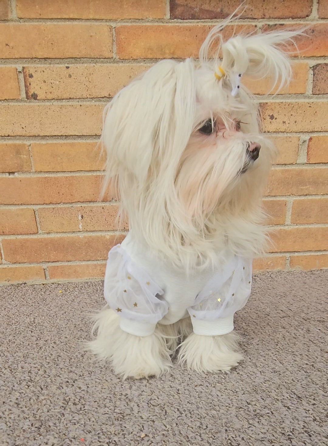 Elegant White Pet Dress